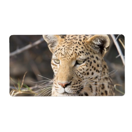Leopard portret etiket (Voorkant)