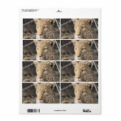 Leopard portret etiket (Full Sheet)