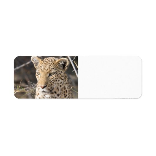 Leopard portret etiket (Voorkant)