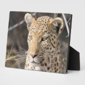 Leopard portret fotoplaat (Zijkant)