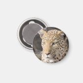 Leopard portret magneet (Voorkant / Achterkant)