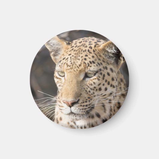 Leopard portret magneet (Voorkant)