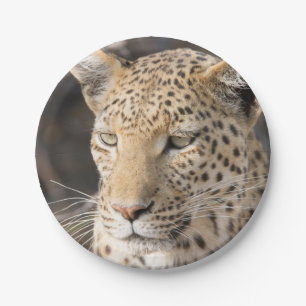 Leopard portret papieren bordje