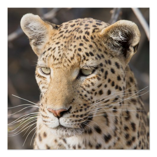 Leopard portret perfect poster (Voorkant)