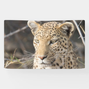 Leopard portret spandoek