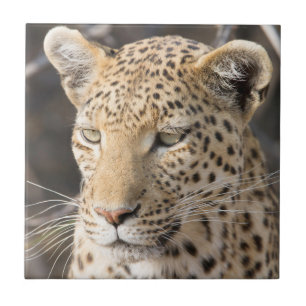 Leopard portret tegeltje