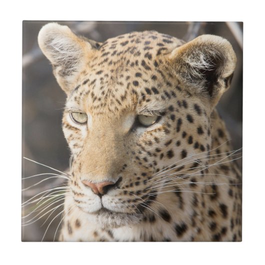 Leopard portret tegeltje (Voorkant)