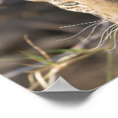 Leopard-portretfoto Poster (Hoek)