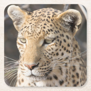 Leopard-portretfoto Vierkante Kartonnen Onderzetter