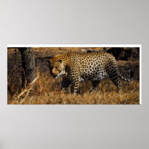 Leopard Poster
