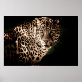 Leopard Poster (Voorkant)