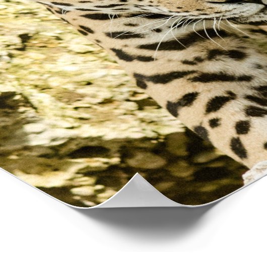 Leopard Poster (Hoek)