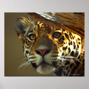 Leopard Poster