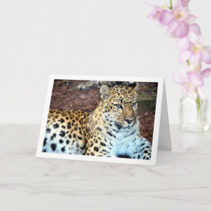 Leopard Relaxing Kaart