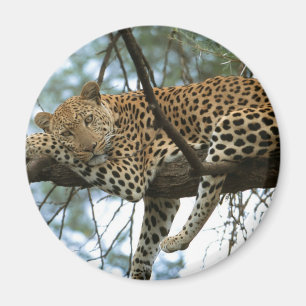 Leopard Resting in Tree Magneet