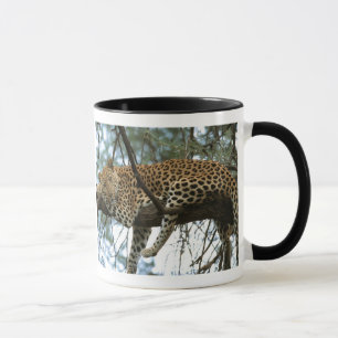 Leopard Resting in Tree Mok