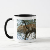 Leopard Resting in Tree Mok (Links)
