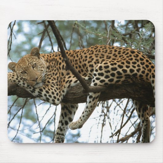 Leopard Resting in Tree Muismat (Voorkant)