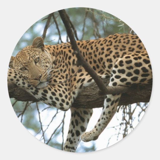 Leopard Resting in Tree Ronde Sticker (Voorkant)