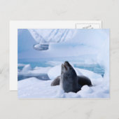 Leopard Seal Briefkaart (Voorkant / Achterkant)