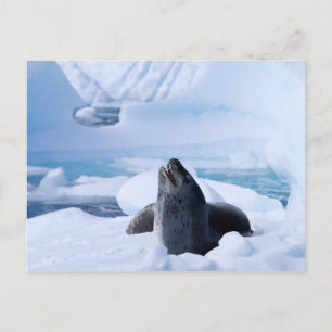 Leopard Seal Briefkaart