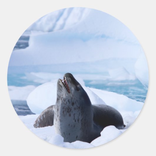 Leopard Seal Ronde Sticker (Voorkant)