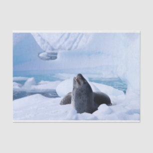 Leopard Seal Tissuepapier