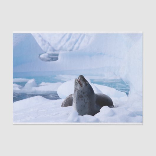 Leopard Seal Tissuepapier (Voorkant)