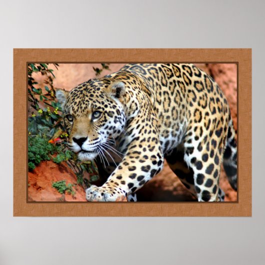 Leopard Stalking Closeup Fotografie Poster (Voorkant)