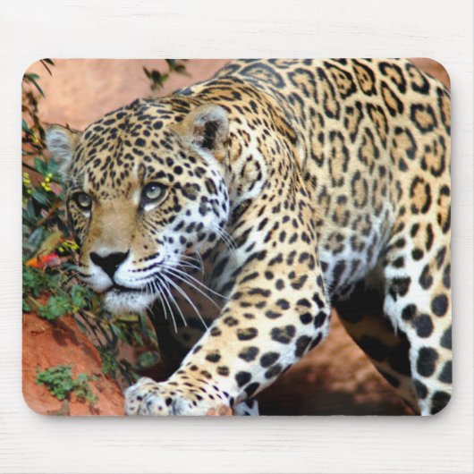 Leopard Stalking Macro Muismat (Voorkant)