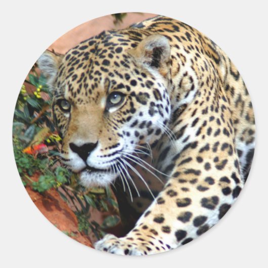 Leopard Stalking Macro Ronde Sticker (Voorkant)