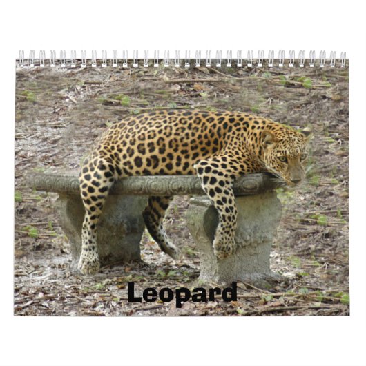 Leopard Sundari_010, Leopard Kalender (Hoes)