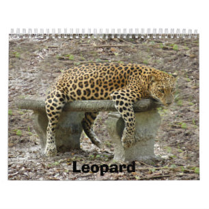 Leopard Sundari_010, Leopard Kalender