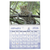 Leopard Sundari_010, Leopard Kalender (Jan 2026)