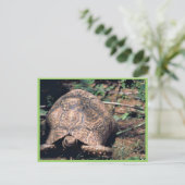 Leopard tortoise briefkaart (Staand voorkant)