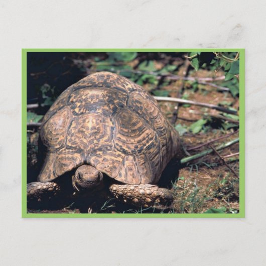 Leopard tortoise briefkaart (Voorkant)