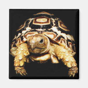 Leopard Tortoise Magneet