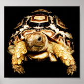 Leopard Tortoise Poster (Voorkant)