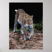 LEOPARD WALKING IN WILD POSTER (Voorkant)
