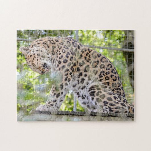 Leopard Washing Wild Animal Foto Legpuzzel (Horizontaal)