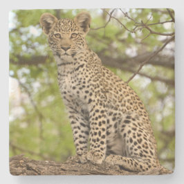 Leopard welp op een ledemaat. stenen onderzetter