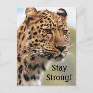 Leopard Wild Cats Briefkaart