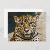 Leopard Wildcat Face Briefkaart (Voorkant / Achterkant)