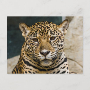 Leopard Wildcat Face Briefkaart