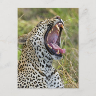 Leopard yawning, Greater Kruger National Park, 2 Briefkaart