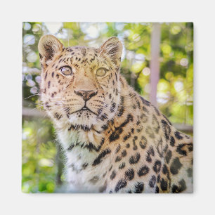 Leopard Zitfoto Magneet