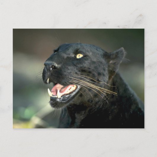 Leopard, zwarte fase briefkaart (Voorkant)