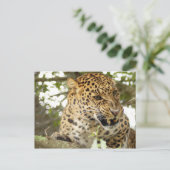 LeopardCheetaro010 Briefkaart (Staand voorkant)