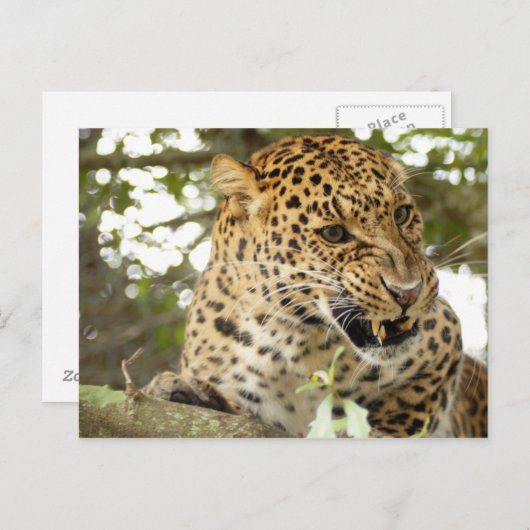 LeopardCheetaro010 Briefkaart (Voorkant / Achterkant)