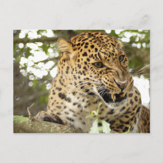 LeopardCheetaro010 Briefkaart